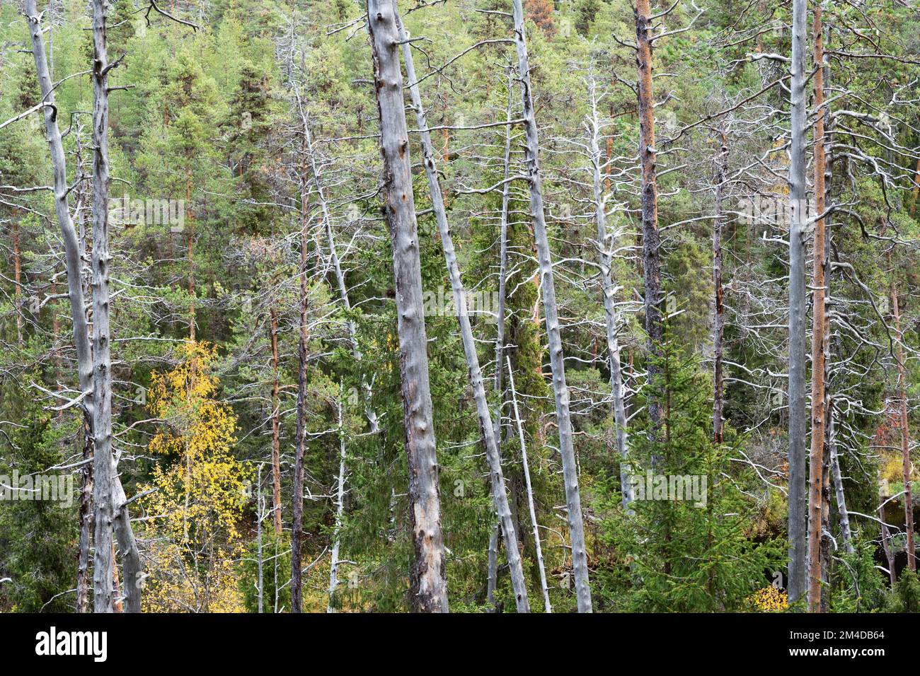 Ein alter Nadelwald mit vielen toten Pinien im Oulanka-Nationalpark in Nordfinnland Stockfoto