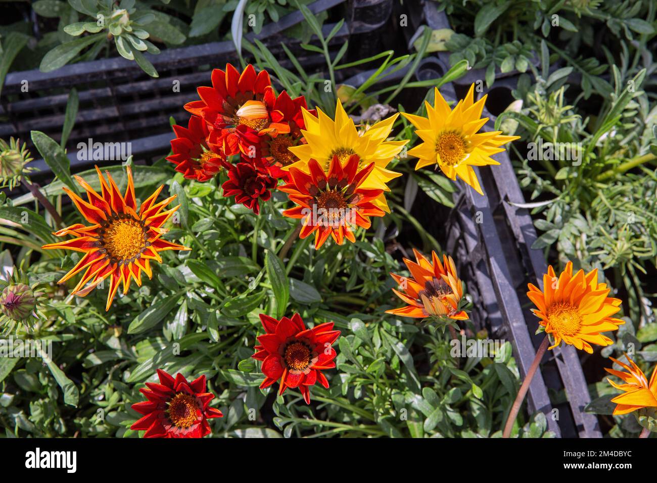 Rot-orange-gelb dekorativer Garten Kamillenblüten-Nahaufnahme Stockfoto