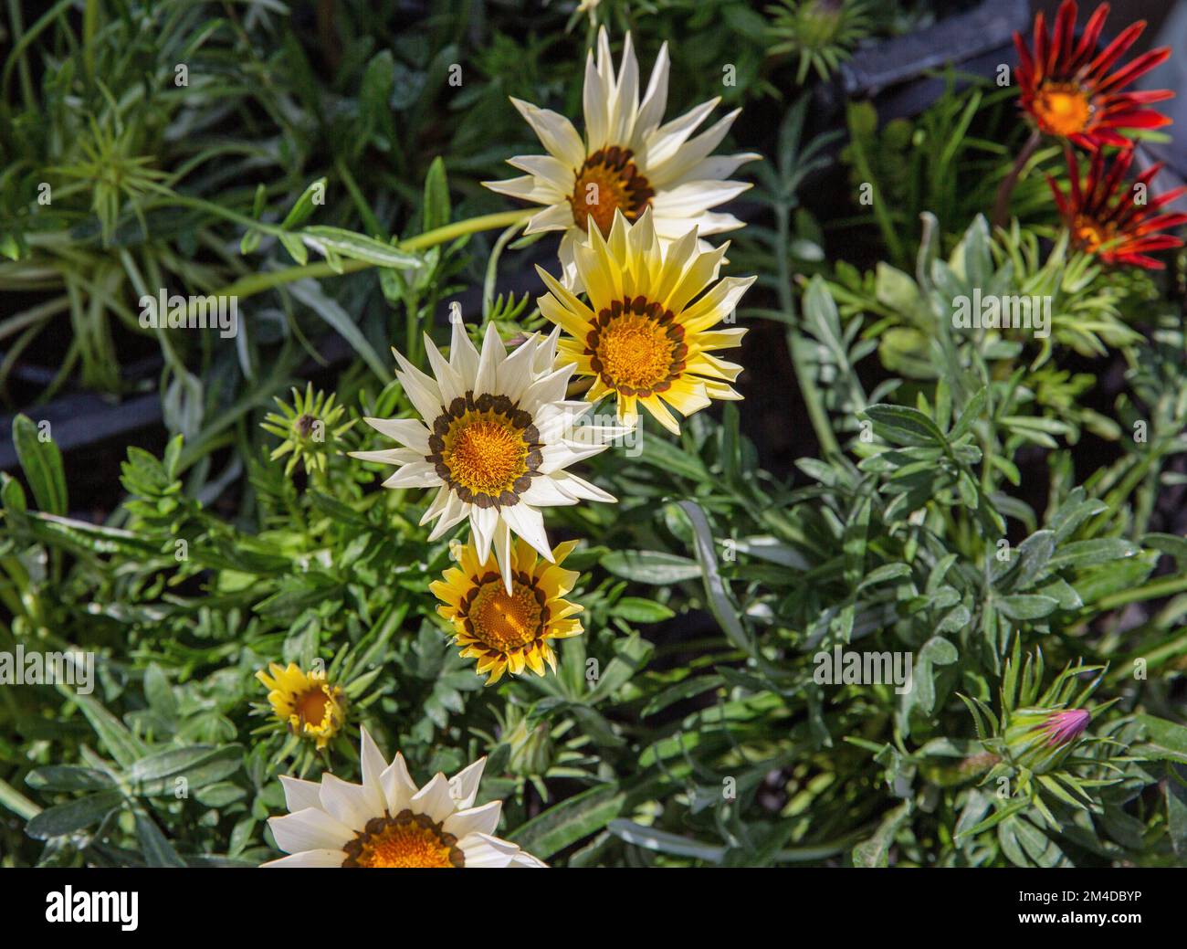 Weiße gelbe dekorative Gartenkamillenblüten als Nahaufnahme Stockfoto