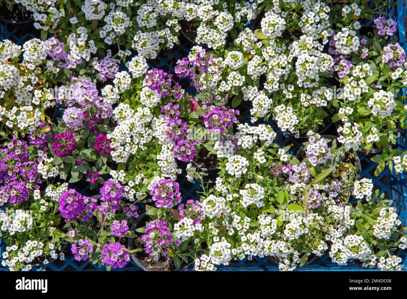 Schleichender Phlox fabelhafte blau-violette weiße Blumen ( Phlox subulata ) Hintergrund-Nahaufnahme Stockfoto