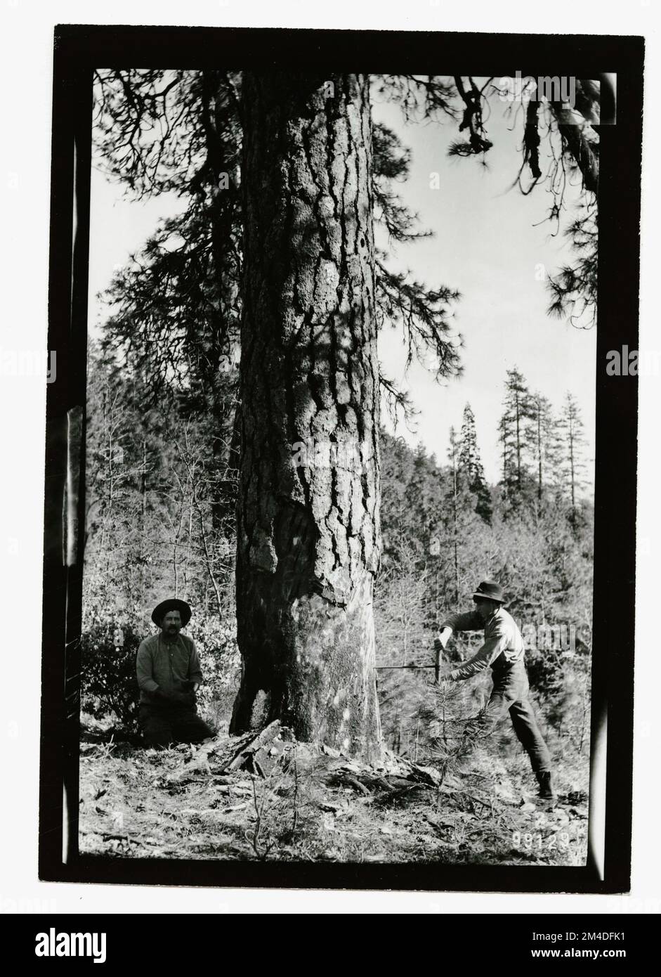 Waldinsekten - Allgemein. Fotografien zu National Forests, Resource Management Practices, Personal sowie Kultur- und Wirtschaftsgeschichte Stockfoto