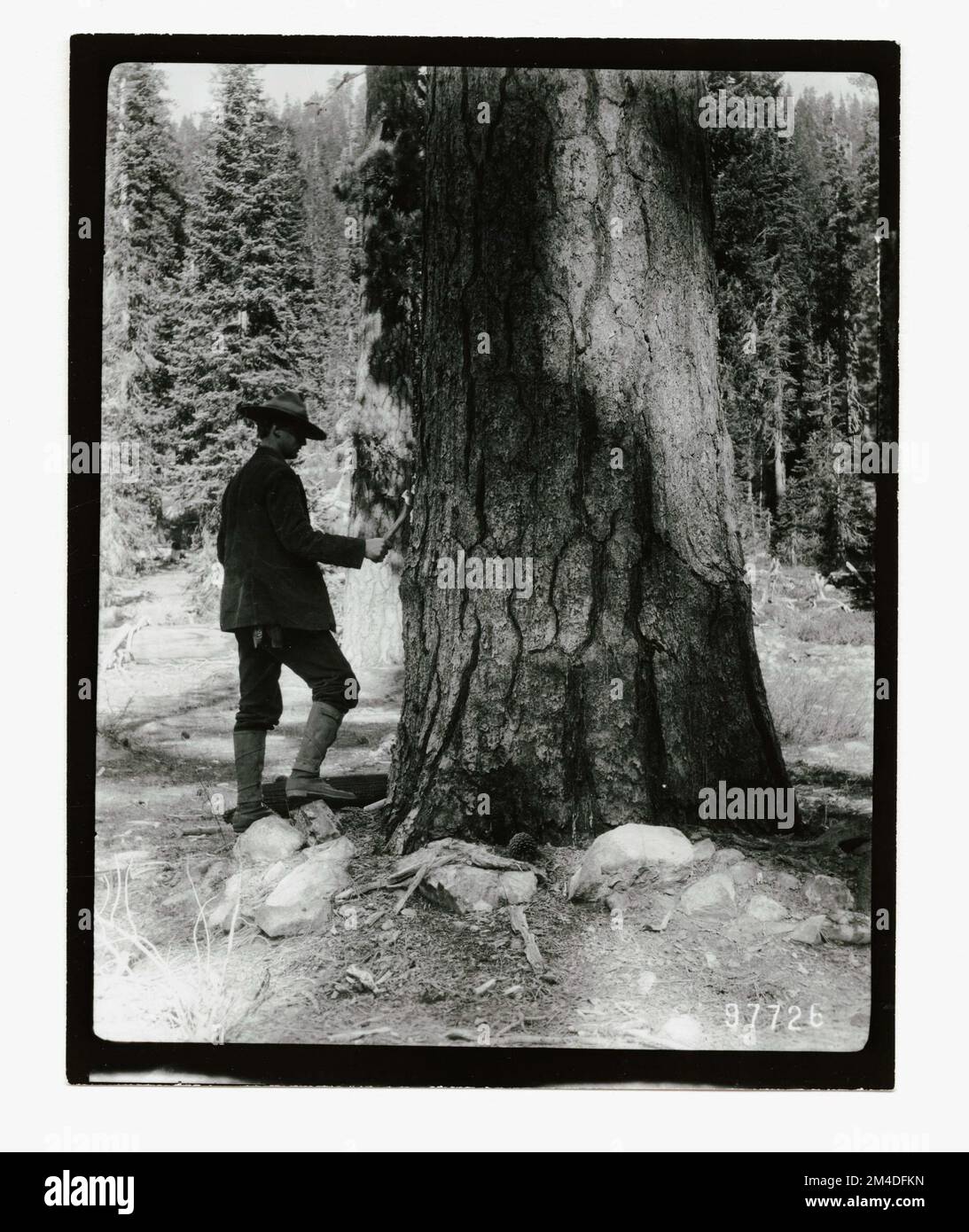 Waldinsekten - Allgemein. Fotografien zu National Forests, Resource Management Practices, Personal sowie Kultur- und Wirtschaftsgeschichte Stockfoto