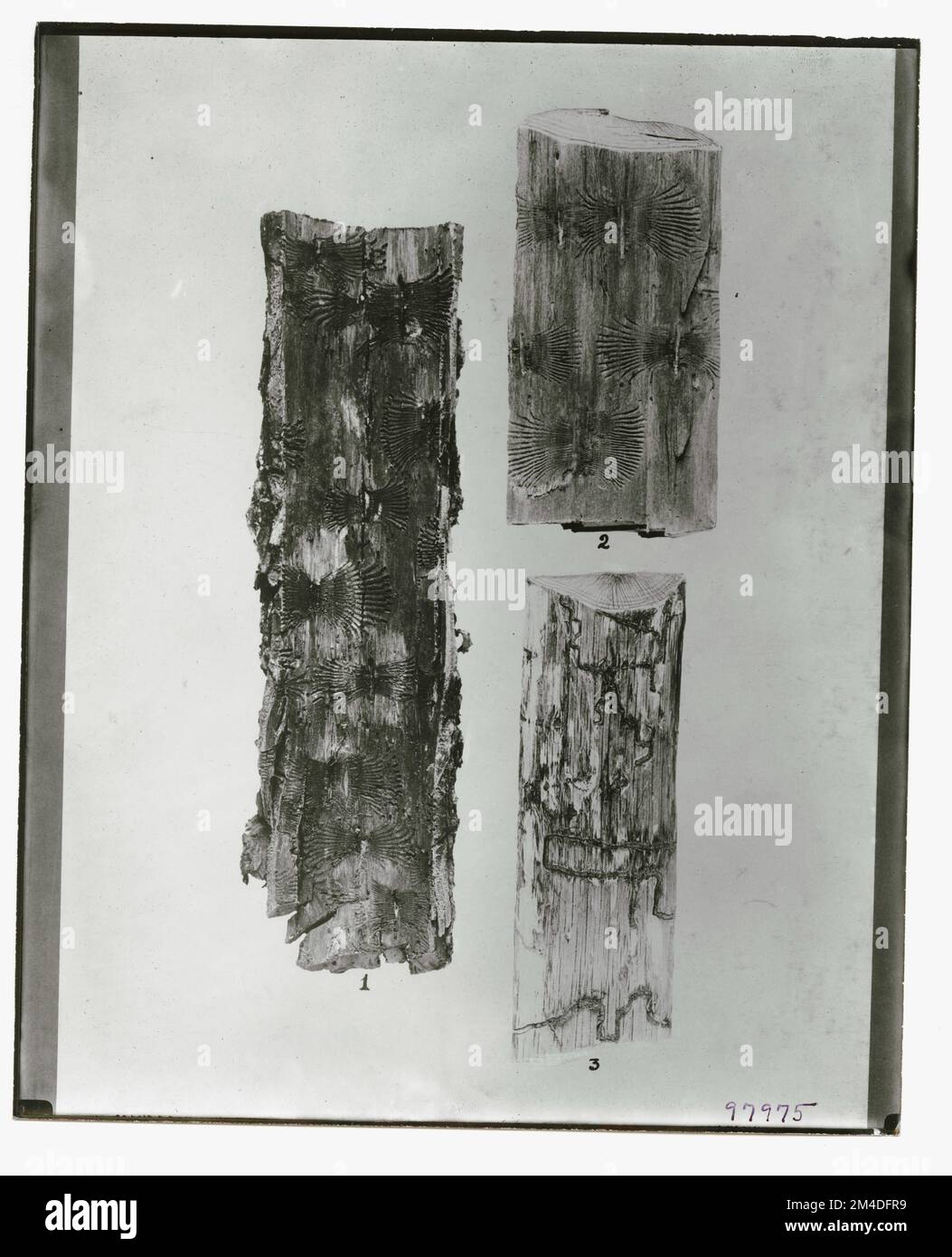 Waldinsekten - Allgemein. Fotografien zu National Forests, Resource Management Practices, Personal sowie Kultur- und Wirtschaftsgeschichte Stockfoto