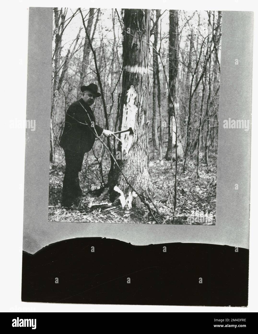 Waldinsekten - Allgemein. Fotografien zu National Forests, Resource Management Practices, Personal sowie Kultur- und Wirtschaftsgeschichte Stockfoto