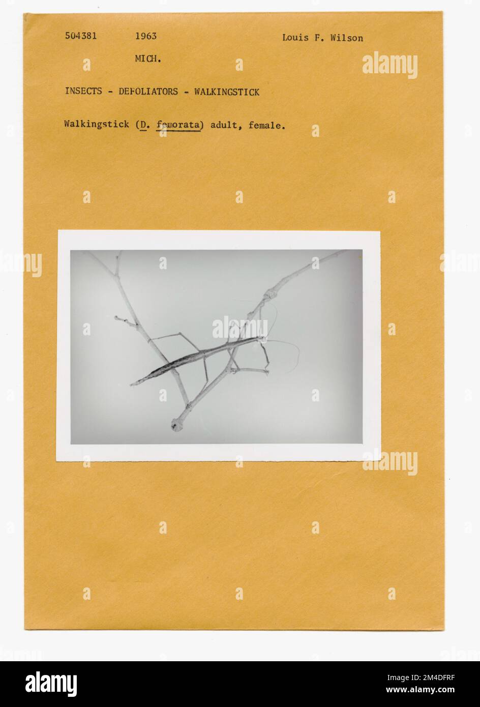 Waldinsekten - Allgemein. Fotografien zu National Forests, Resource Management Practices, Personal sowie Kultur- und Wirtschaftsgeschichte Stockfoto