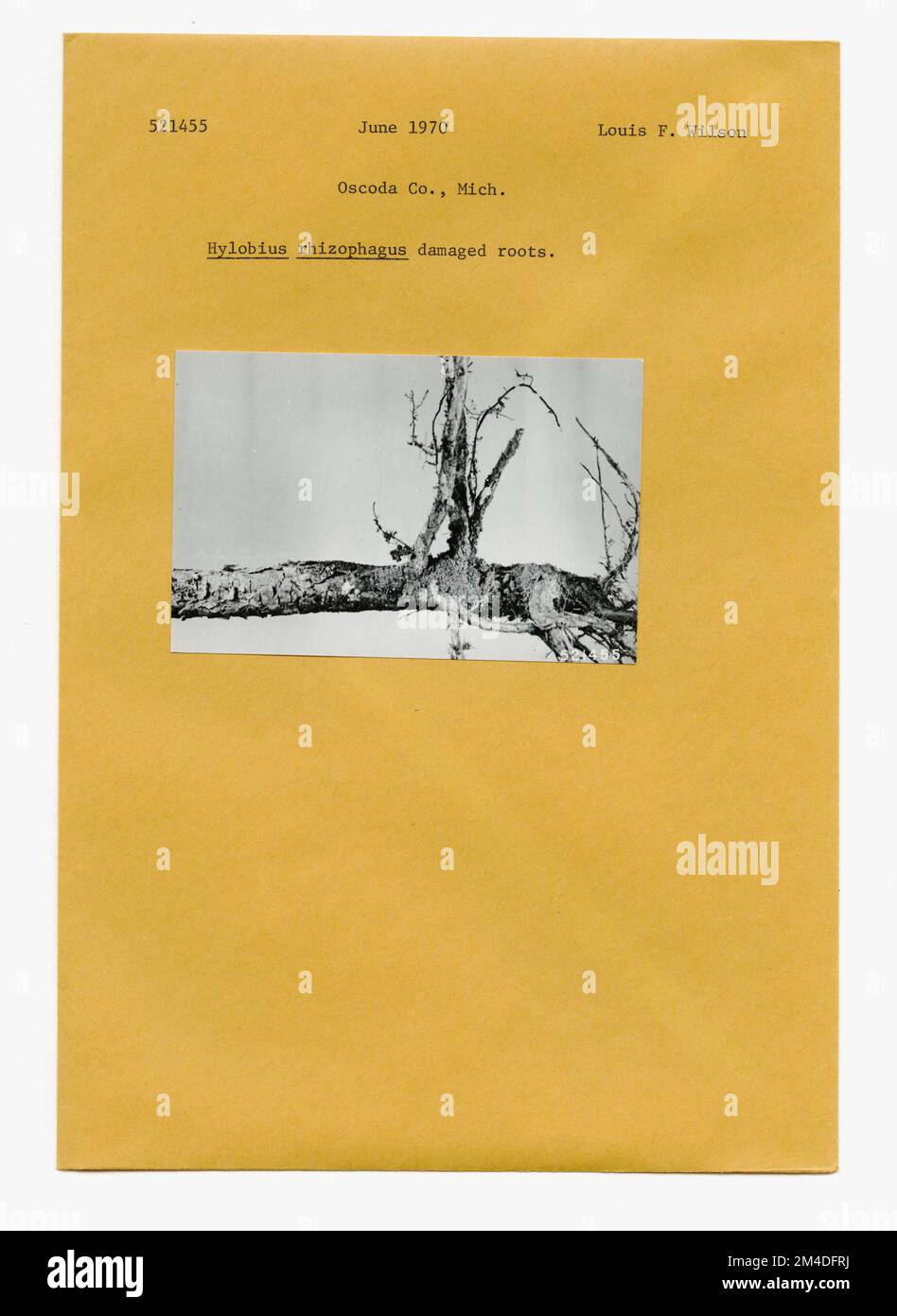 Waldinsekten - Allgemein. Fotografien zu National Forests, Resource Management Practices, Personal sowie Kultur- und Wirtschaftsgeschichte Stockfoto