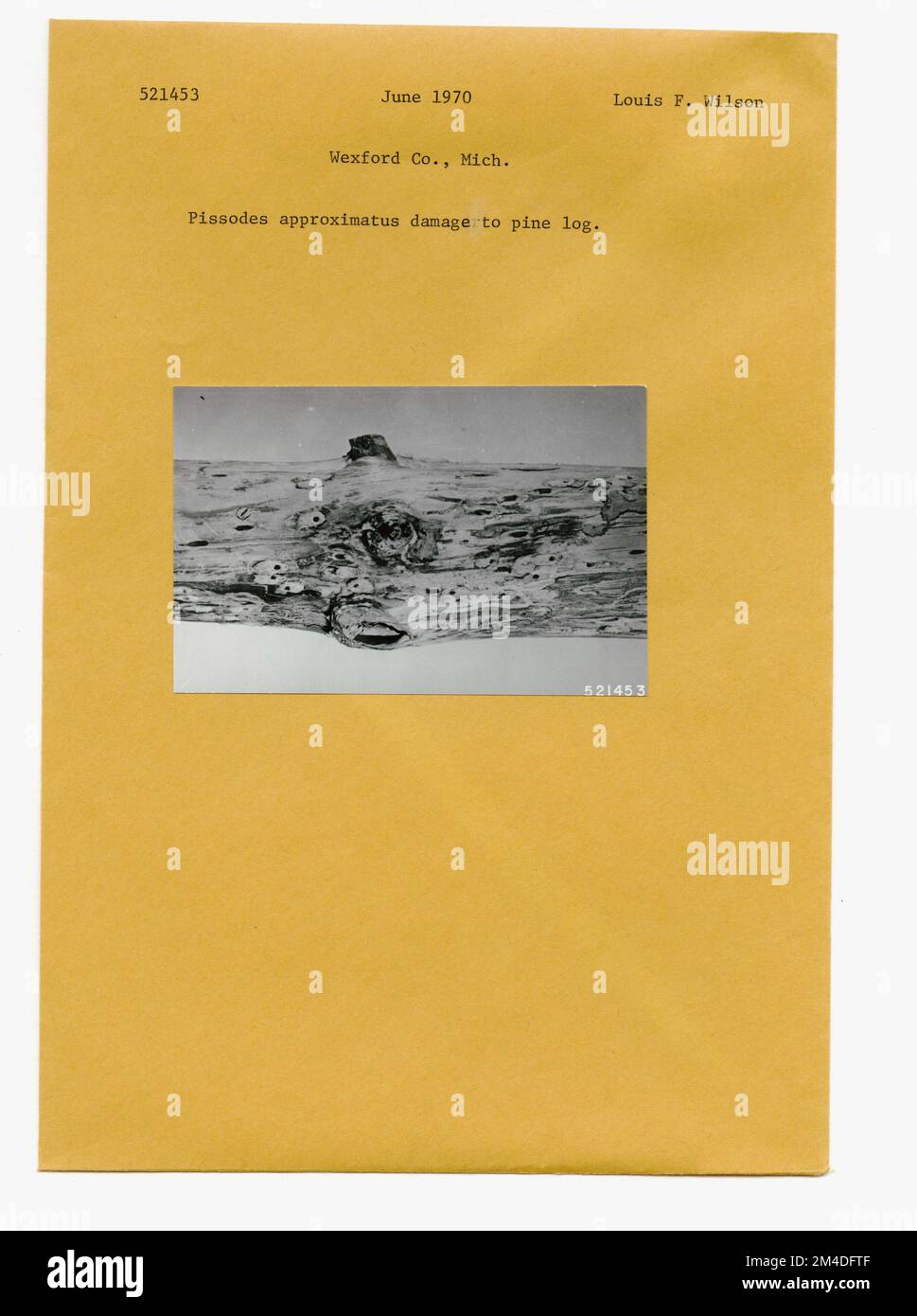 Waldinsekten - Allgemein. Fotografien zu National Forests, Resource Management Practices, Personal sowie Kultur- und Wirtschaftsgeschichte Stockfoto