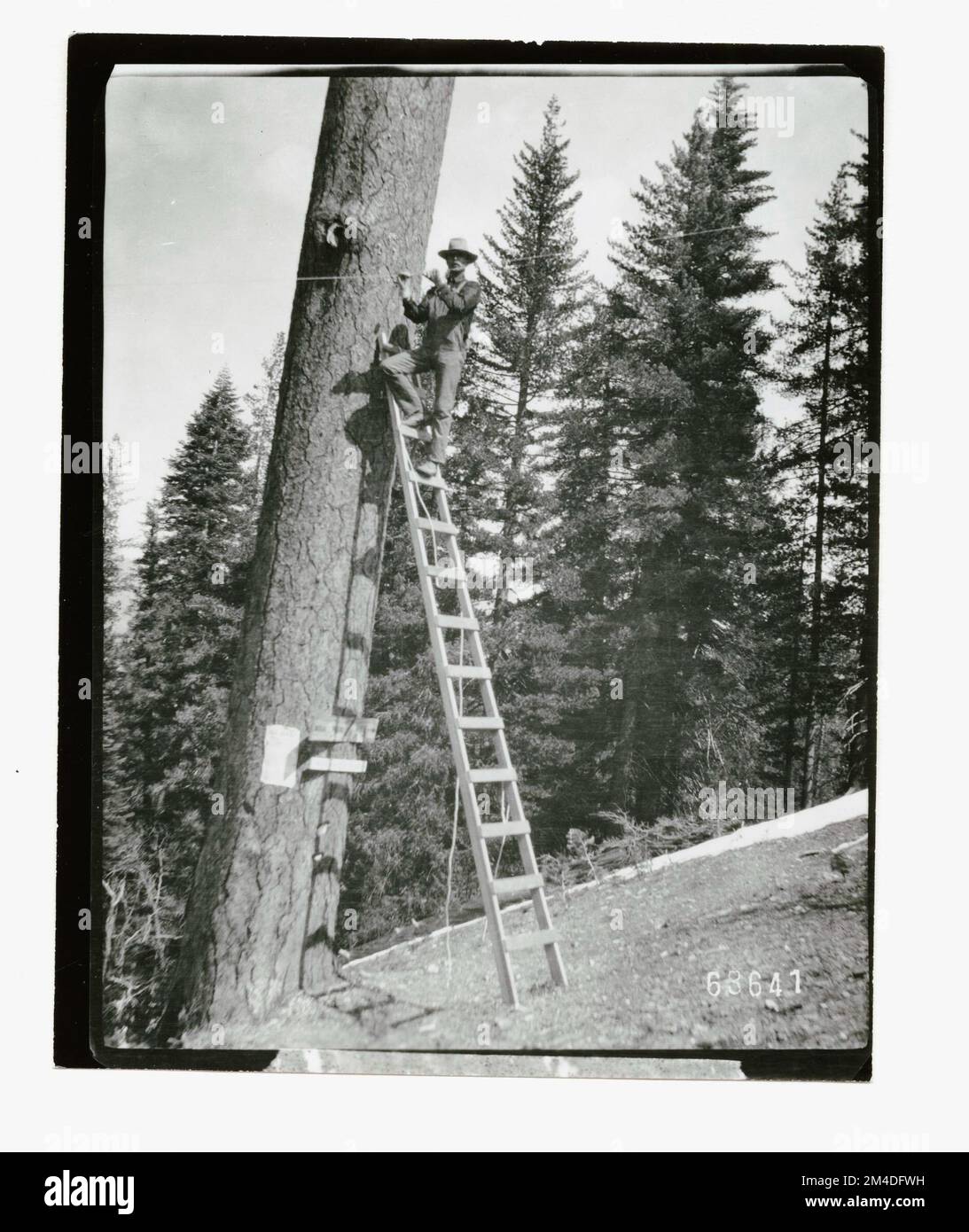 Waldinsekten - Allgemein. Fotografien zu National Forests, Resource Management Practices, Personal sowie Kultur- und Wirtschaftsgeschichte Stockfoto