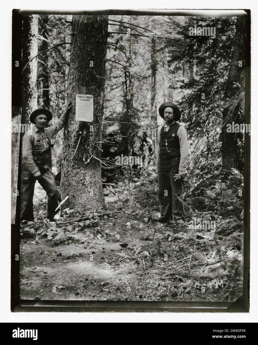 Waldinsekten - Allgemein. Fotografien zu National Forests, Resource Management Practices, Personal sowie Kultur- und Wirtschaftsgeschichte Stockfoto