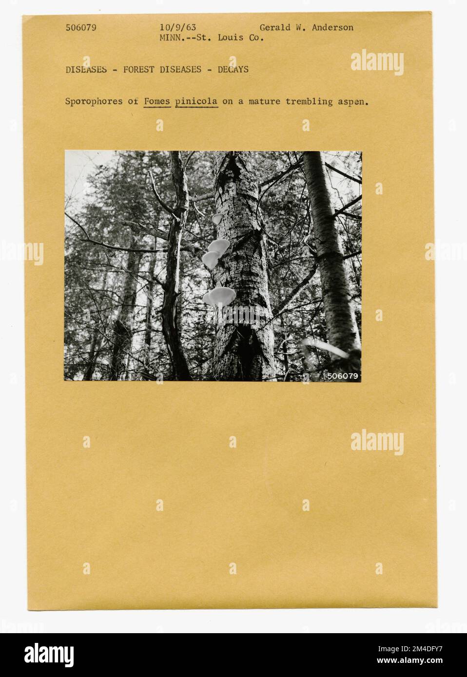 Waldinsekten - Allgemein. Fotografien zu National Forests, Resource Management Practices, Personal sowie Kultur- und Wirtschaftsgeschichte Stockfoto