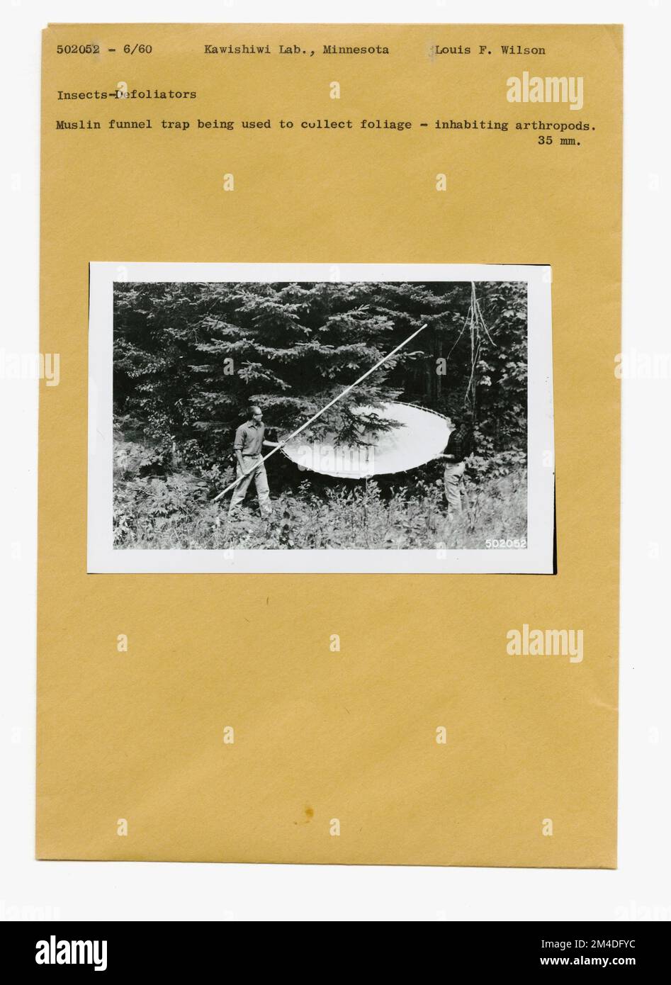 Waldinsekten - Allgemein. Fotografien zu National Forests, Resource Management Practices, Personal sowie Kultur- und Wirtschaftsgeschichte Stockfoto