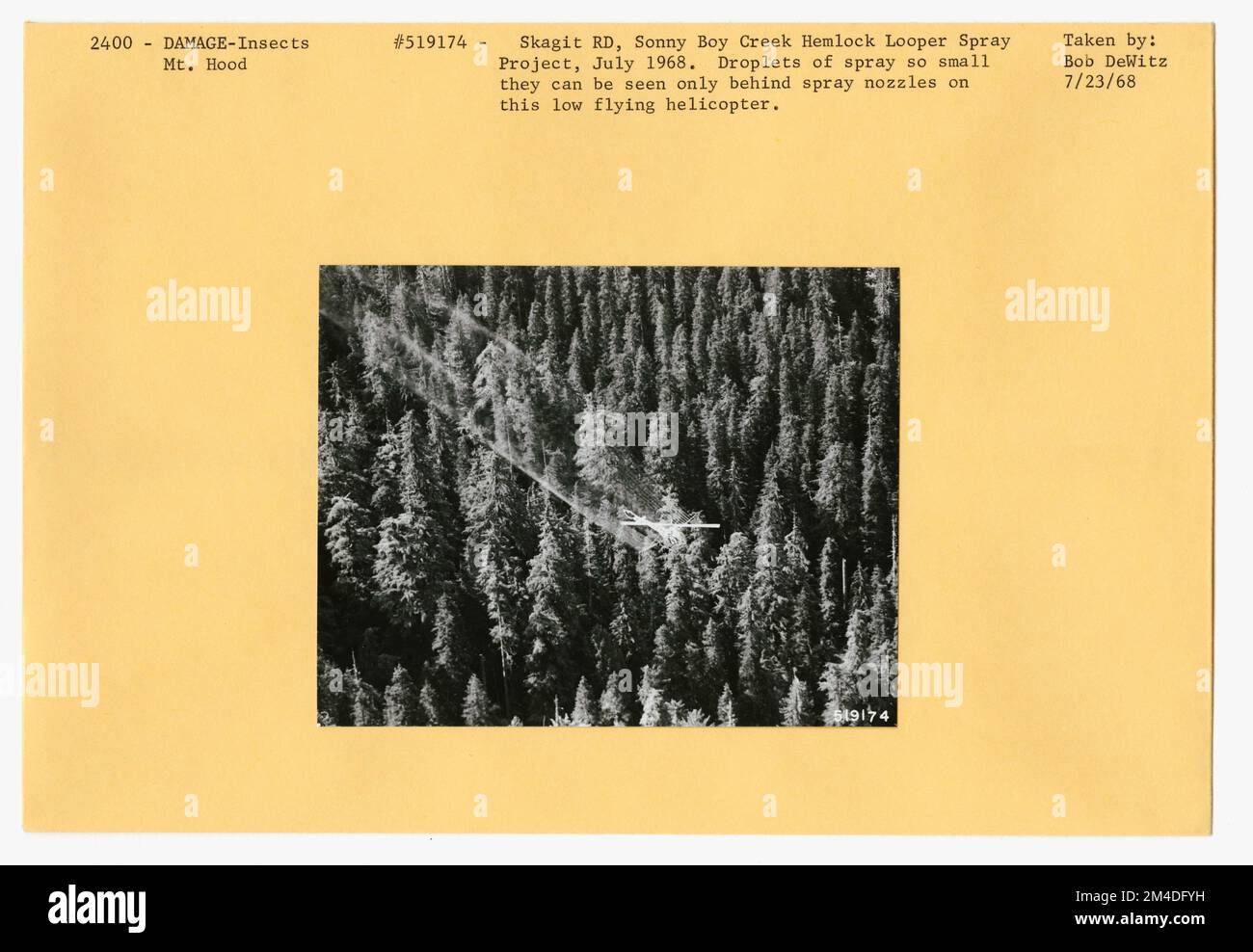 Waldinsekten - Allgemein. Fotografien zu National Forests, Resource Management Practices, Personal sowie Kultur- und Wirtschaftsgeschichte Stockfoto