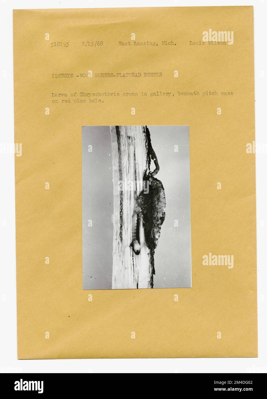 Waldinsekten - Allgemein. Fotografien zu National Forests, Resource Management Practices, Personal sowie Kultur- und Wirtschaftsgeschichte Stockfoto