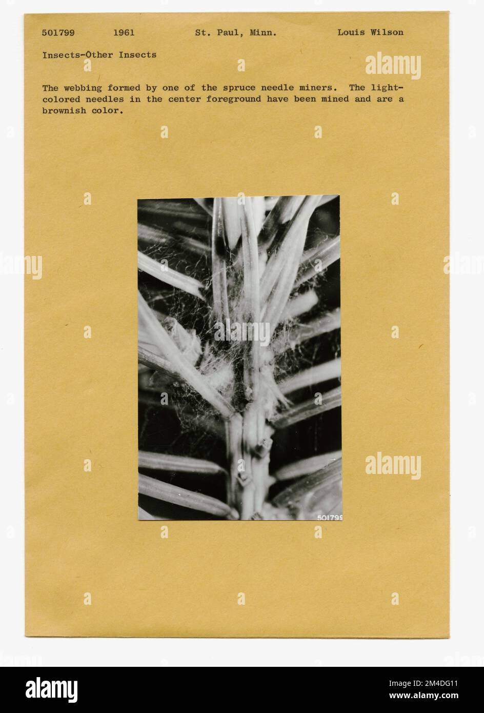 Waldinsekten - Allgemein. Fotografien zu National Forests, Resource Management Practices, Personal sowie Kultur- und Wirtschaftsgeschichte Stockfoto