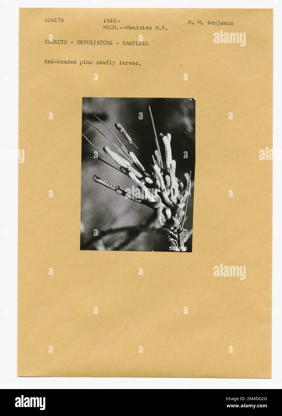 Waldinsekten - Allgemein. Fotografien zu National Forests, Resource Management Practices, Personal sowie Kultur- und Wirtschaftsgeschichte Stockfoto