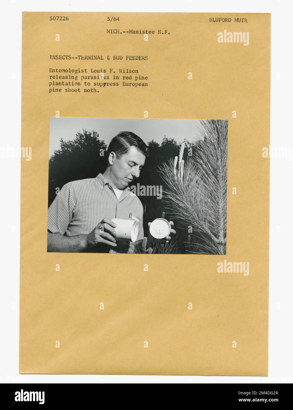 Waldinsekten - Allgemein. Fotografien zu National Forests, Resource Management Practices, Personal sowie Kultur- und Wirtschaftsgeschichte Stockfoto