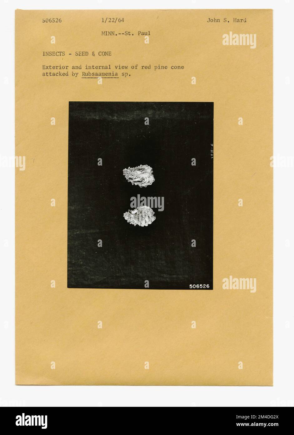 Waldinsekten - Allgemein. Fotografien zu National Forests, Resource Management Practices, Personal sowie Kultur- und Wirtschaftsgeschichte Stockfoto