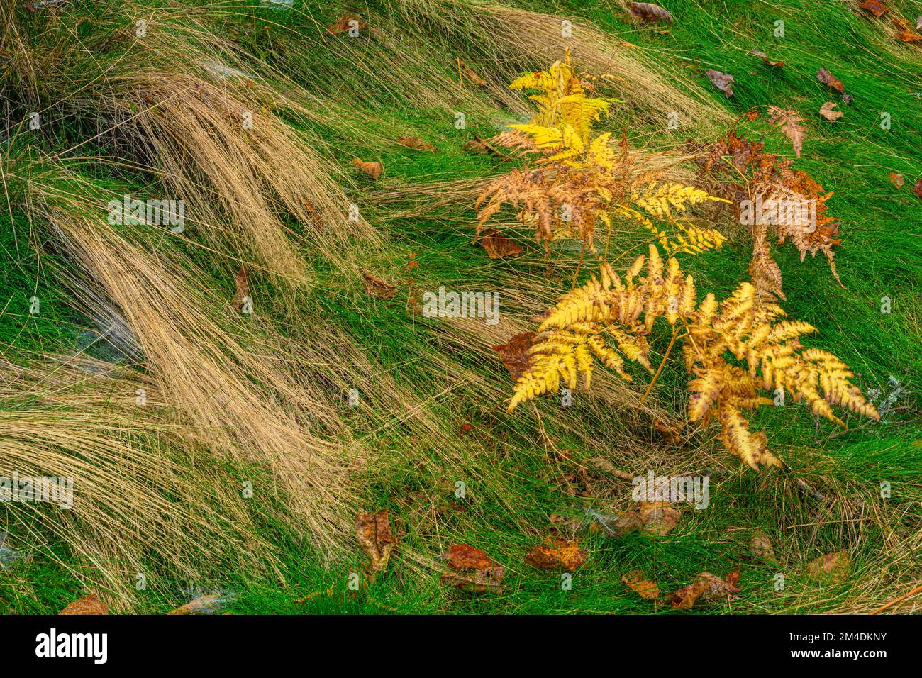 Farne, Gräser auf einem Waldboden im Herbst, Greater Sudbury, Ontario, Kanada Stockfoto