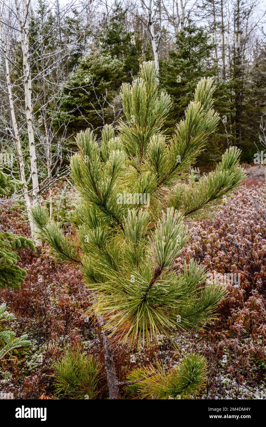 Frosted Red Pine, Greater Sudbury, Ontario, Kanada Stockfoto