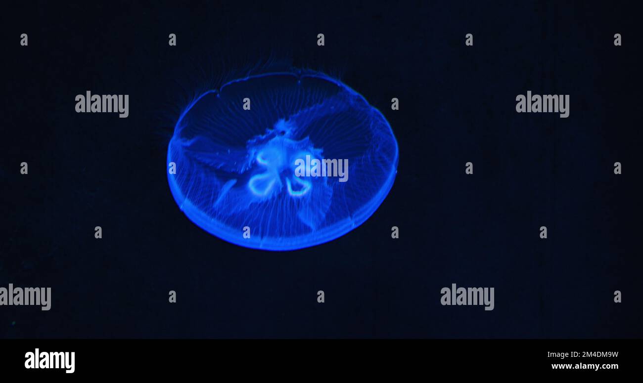 Unterwasseraufnahme von Aurelia Hawaii, Mondqualle, Untertassengelee, die im dunklen Aquarium schwimmt. Familie Ulmaridae. Nahaufnahme, Zeitlupe. Klares Wasser Stockfoto