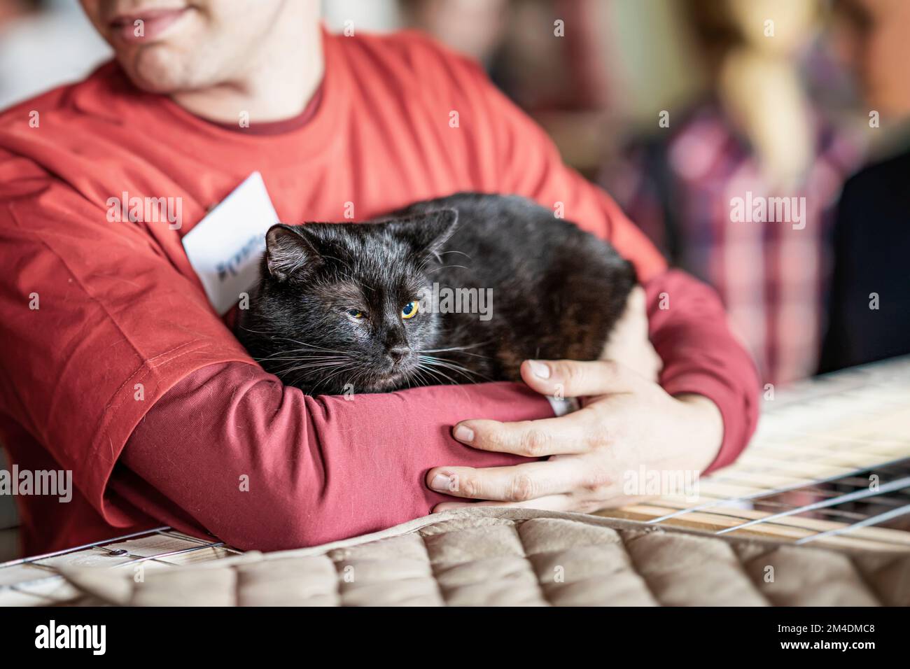 Schwarze Katze in den Händen eines netten Freiwilligen, der darauf wartet, dass ihn jemand adoptiert. Ausstellung für obdachlose Haustiere Stockfoto