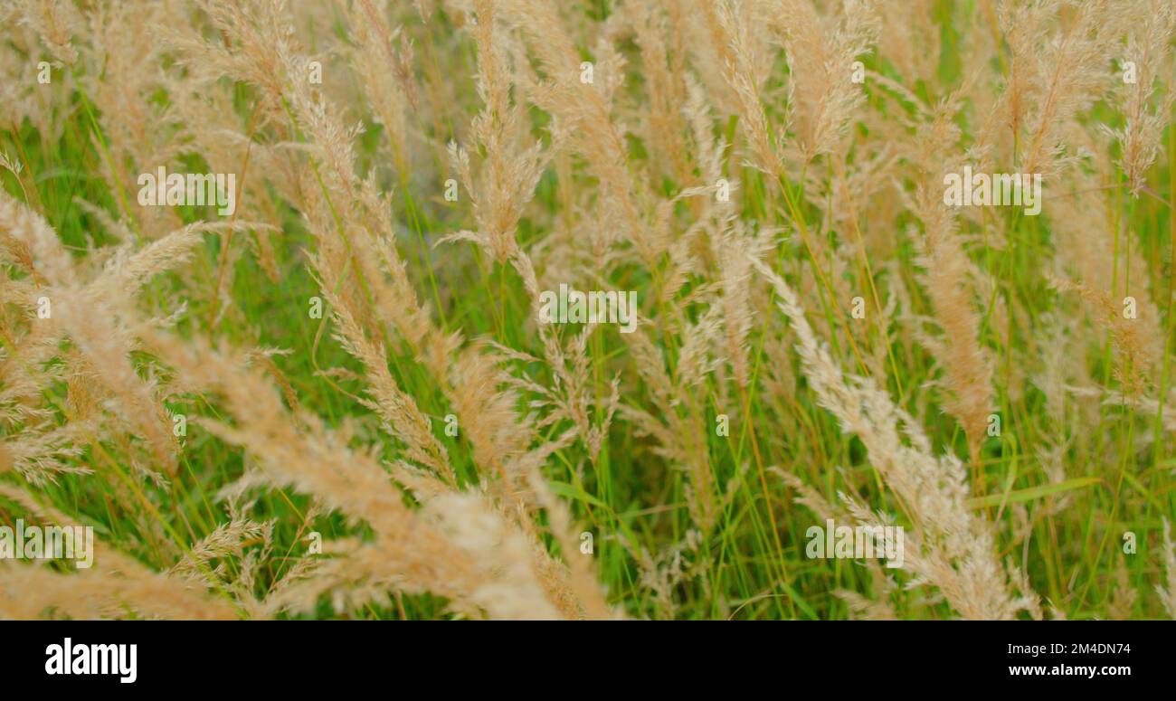 Zartes Gras schwankt im Wind. Grüne, lange Blätter von Pflanzen, Stängel bei hellem Sonnenlicht an sonnigen Sommertagen in ruhiger Landschaft Makro. Wunderschöner Rasen Stockfoto