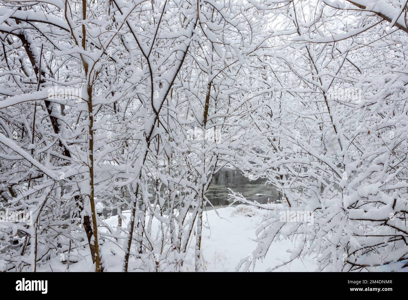 Frischer weißer Schneesturm im Herzen eines Winter im Mittleren Westen Stockfoto