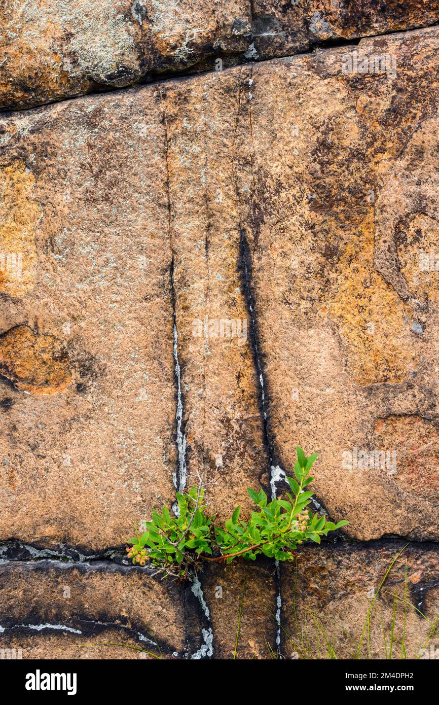 Georgian Bay Ufer Felsen, Pflanzen aus Rissen wachsen, Killarney Provincial Park, Ontario, Kanada Stockfoto