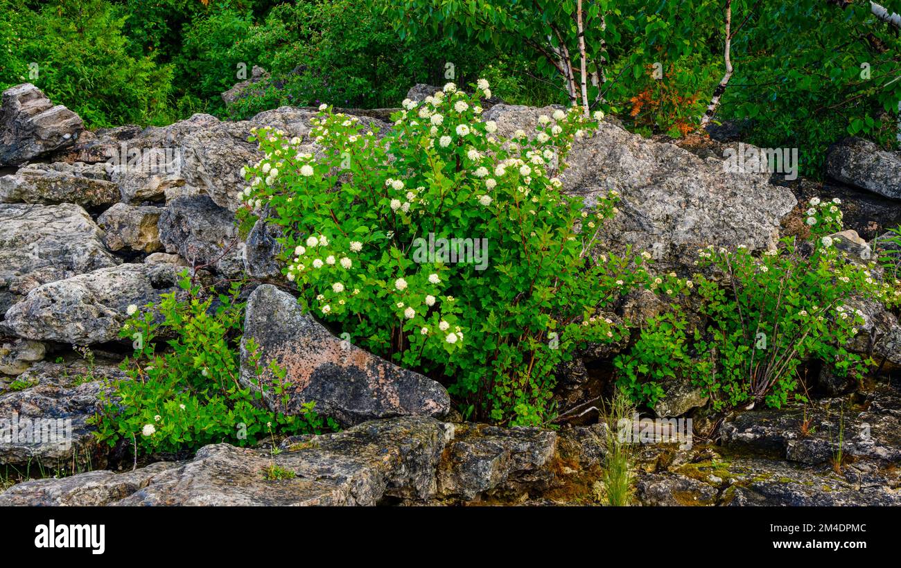 Die Uferpromenade des Lake Huron, der blühende Viburnum Busch am Big Tub Lighthouse, Tobermory, Ontario, Kanada Stockfoto Die Uferpromenade des Lake Huron, der blühende Viburnum Busch am Big Tub Lighthouse, Tobermory, Ontario, Kanada Stockfoto