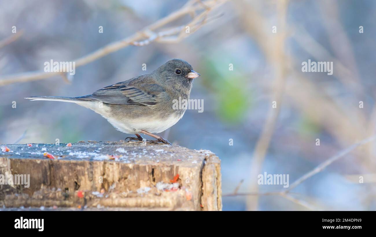 Erwachsener männlicher schieferfarbener junco (Junco Hyemalis) mit dunklen Augen auf einem Stamm Stockfoto
