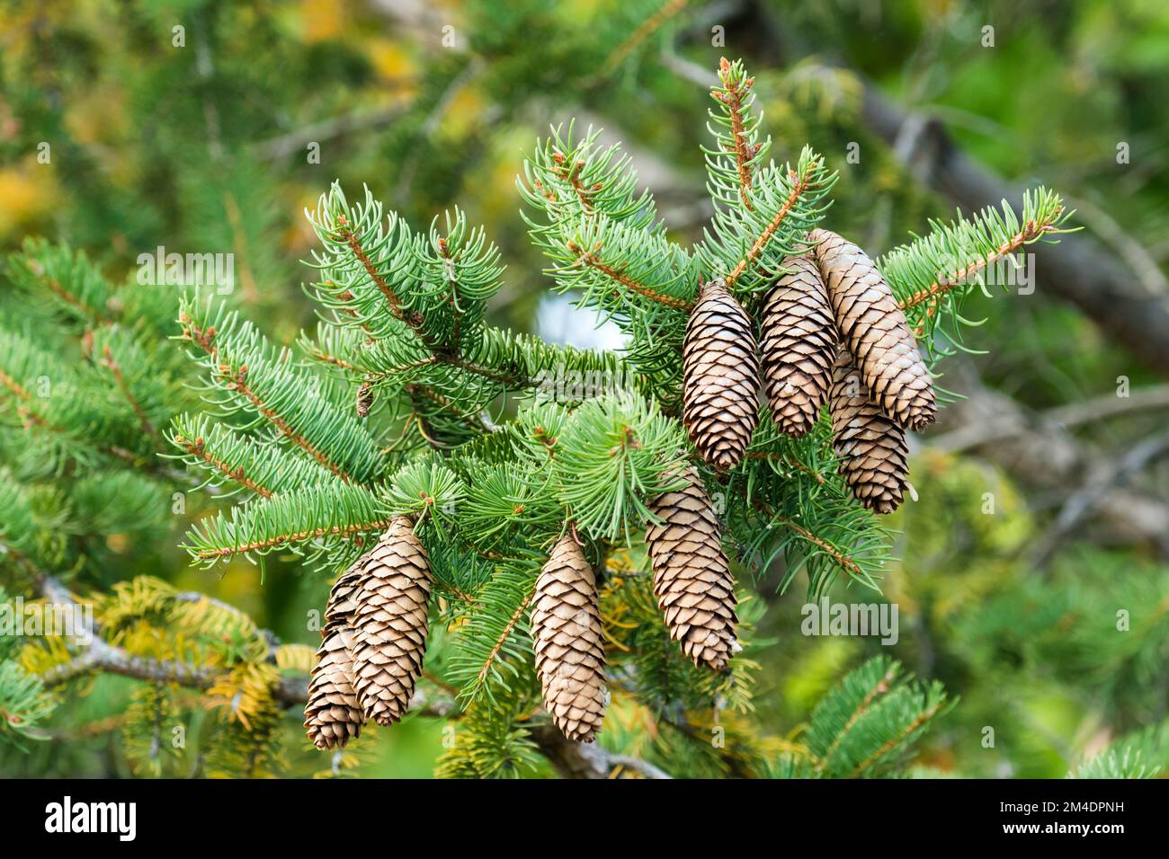 Fichtenzapfen (Picea Abies) Stockfoto