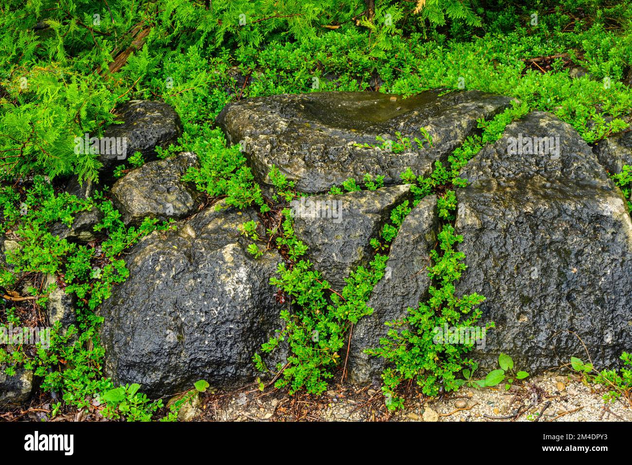 Felsgestein, Bearberry (Arctostaphylos uva-ursi), Bruce Peninsula National Park, Ontario, Kanada Stockfoto