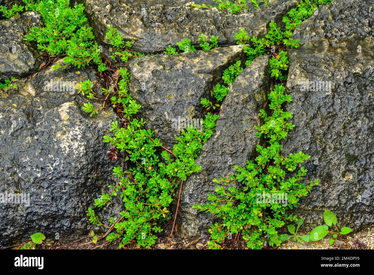 Felsgestein, Bearberry (Arctostaphylos uva-ursi), Bruce Peninsula National Park, Ontario, Kanada Stockfoto