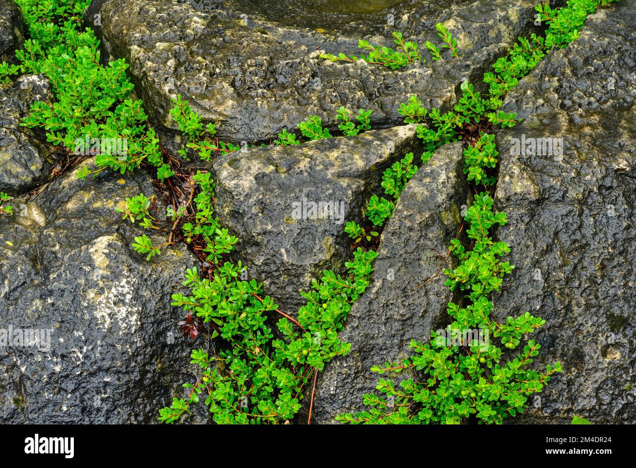 Felsgestein, Bearberry (Arctostaphylos uva-ursi), Bruce Peninsula National Park, Ontario, Kanada Stockfoto