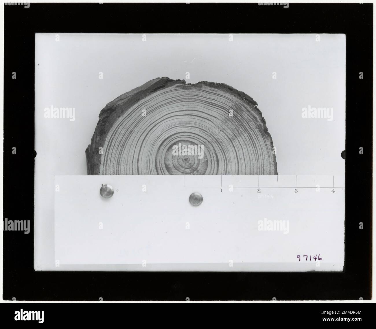 Waldverseuchung – Querschnitte. Fotografien zu National Forests, Resource Management Practices, Personal sowie Kultur- und Wirtschaftsgeschichte Stockfoto