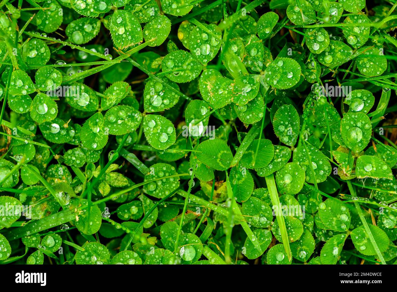 Regentropfen auf Klee, Grasblätter, Greater Sudbury, Ontario, Kanada Stockfoto