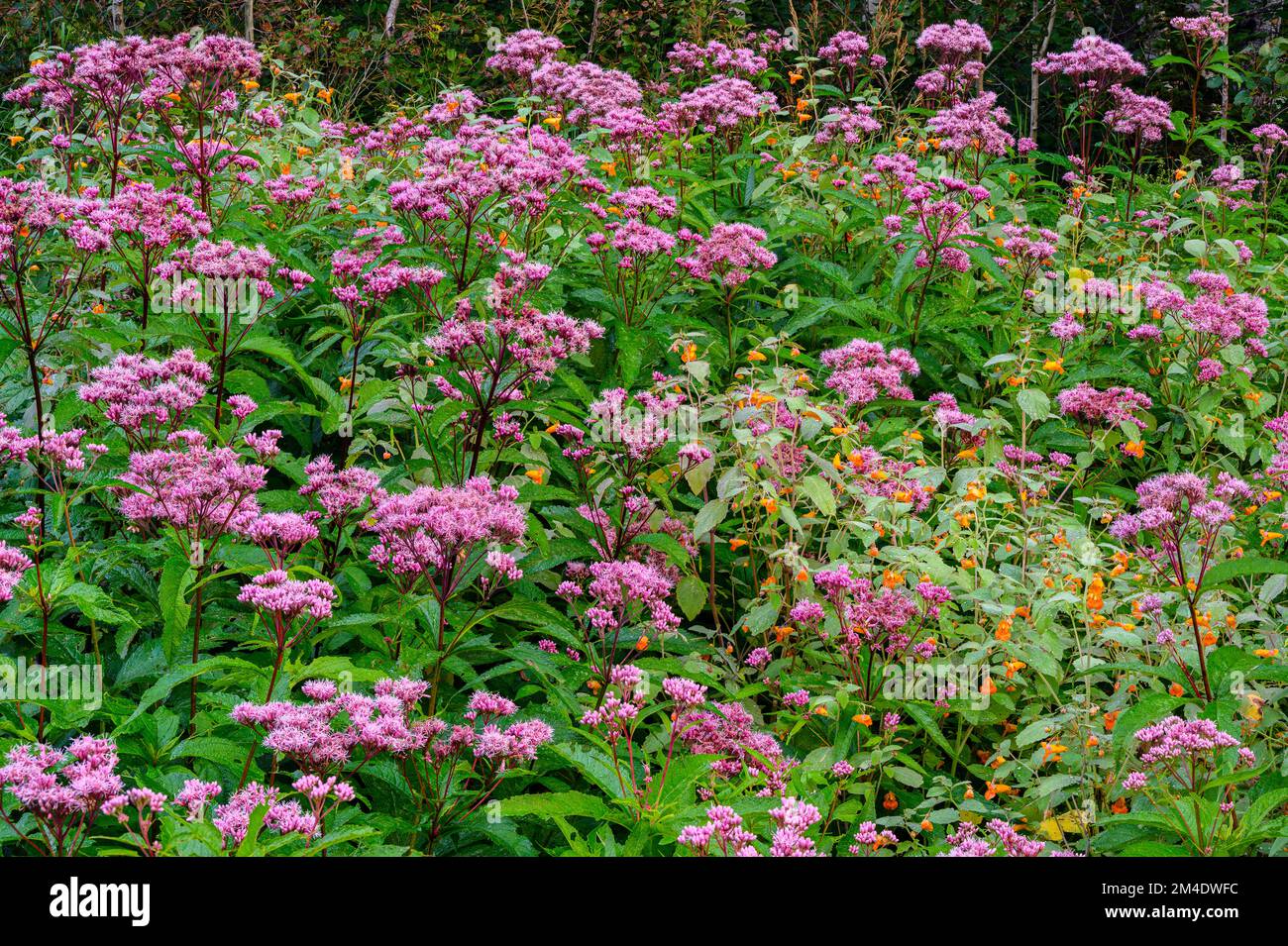 Joe-pye-Unkrautkolonie, Greater Sudbury, Ontario, Kanada Stockfoto