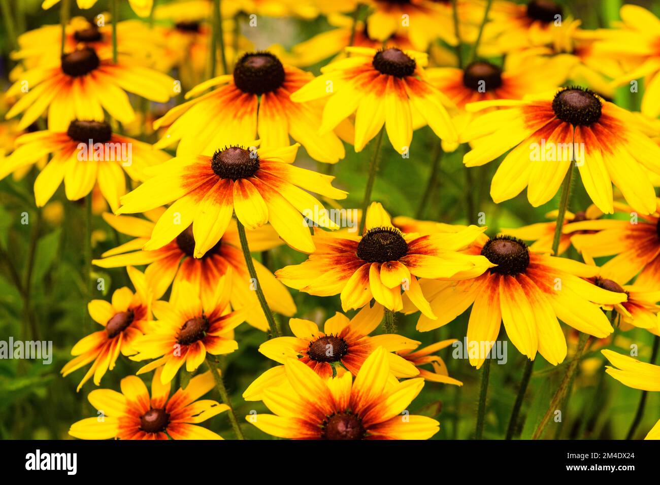 Gartenblumen, schwarze susans, Greater Sudbury, Ontario, Kanada Stockfoto