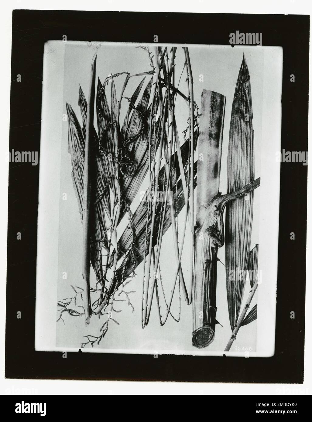 Baumblumen - Allgemein. Fotografien zu National Forests, Resource Management Practices, Personal sowie Kultur- und Wirtschaftsgeschichte Stockfoto