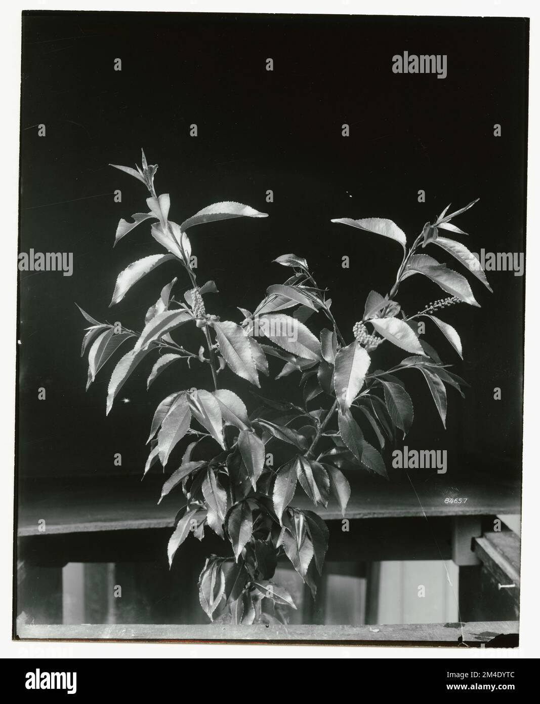 Baumblumen - Allgemein. Fotografien zu National Forests, Resource Management Practices, Personal sowie Kultur- und Wirtschaftsgeschichte Stockfoto