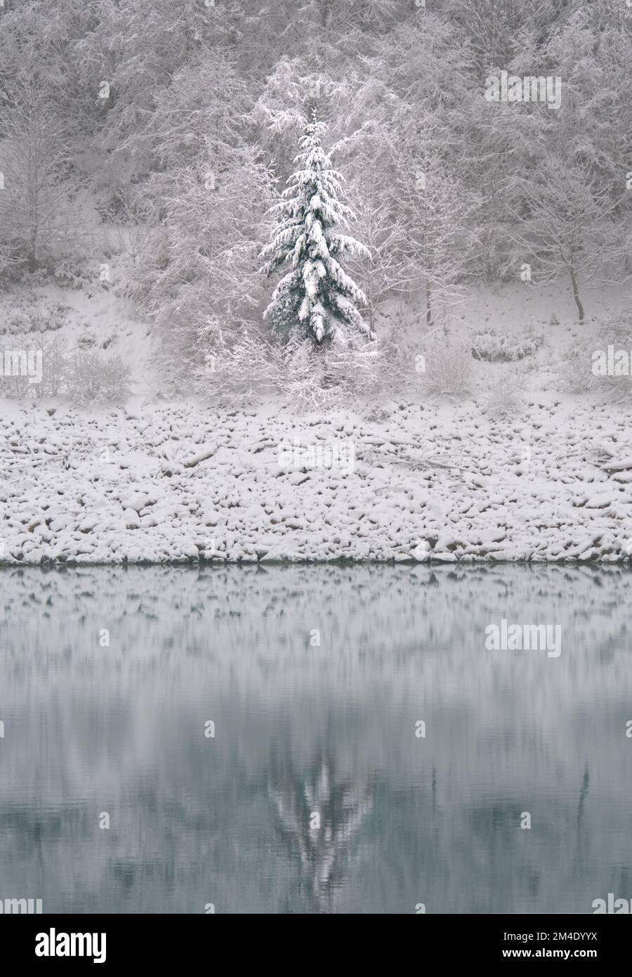 Eine einzelne Kiefer, die sich auf dem Wasser des Capilano Lake in einer schneebedeckten Winterlandschaft nahe dem Cleveland Dam in North Vancouver, Großbritannien, spiegelt Stockfoto