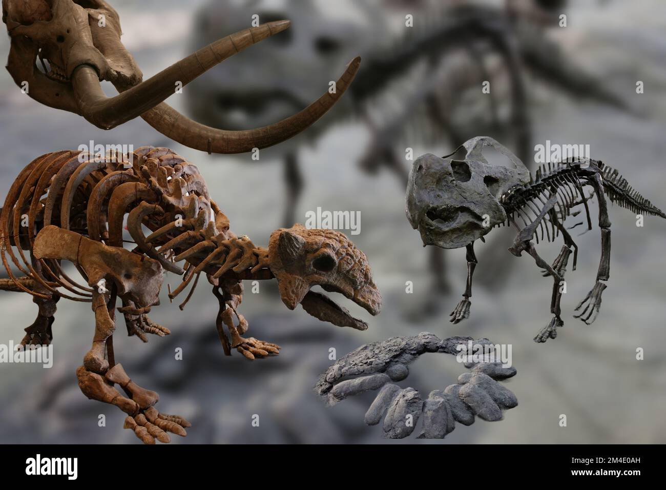 Eine Sammlung interessanter originaler Dinosaurierskelette aus verschiedenen Museen. Stockfoto