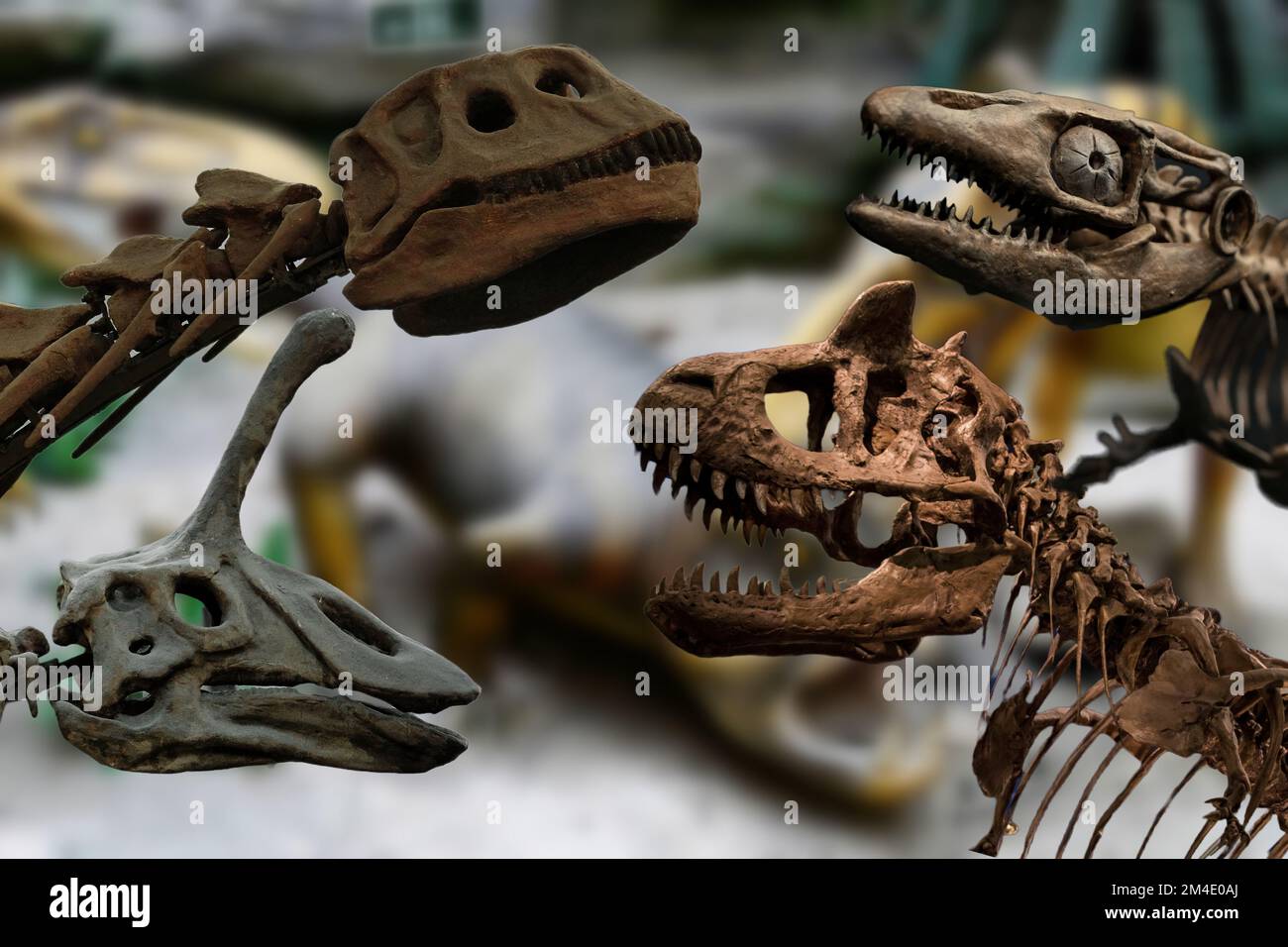 Eine Sammlung interessanter originaler Dinosaurierskelette aus verschiedenen Museen. Stockfoto