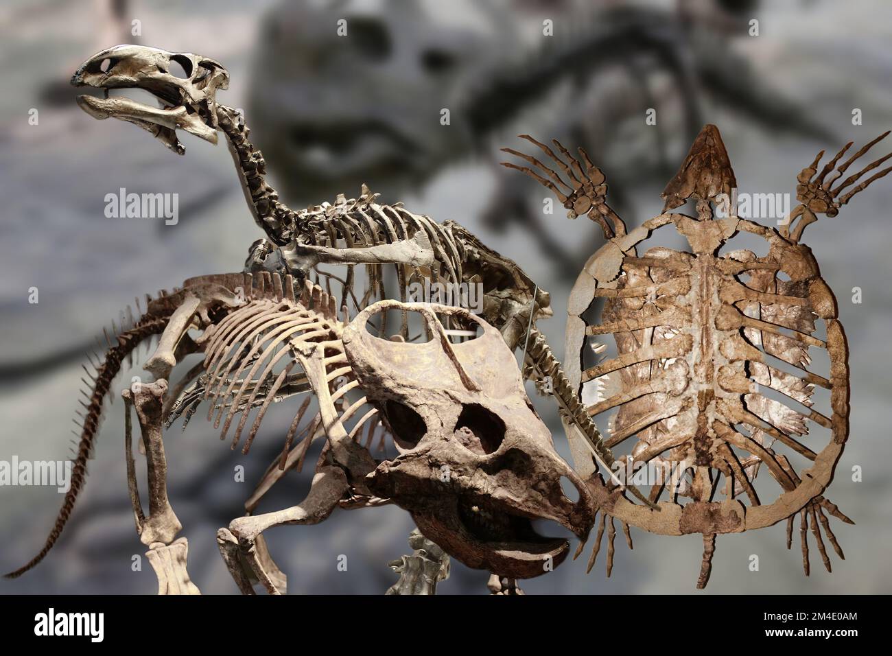 Eine Sammlung interessanter originaler Dinosaurierskelette aus verschiedenen Museen. Stockfoto