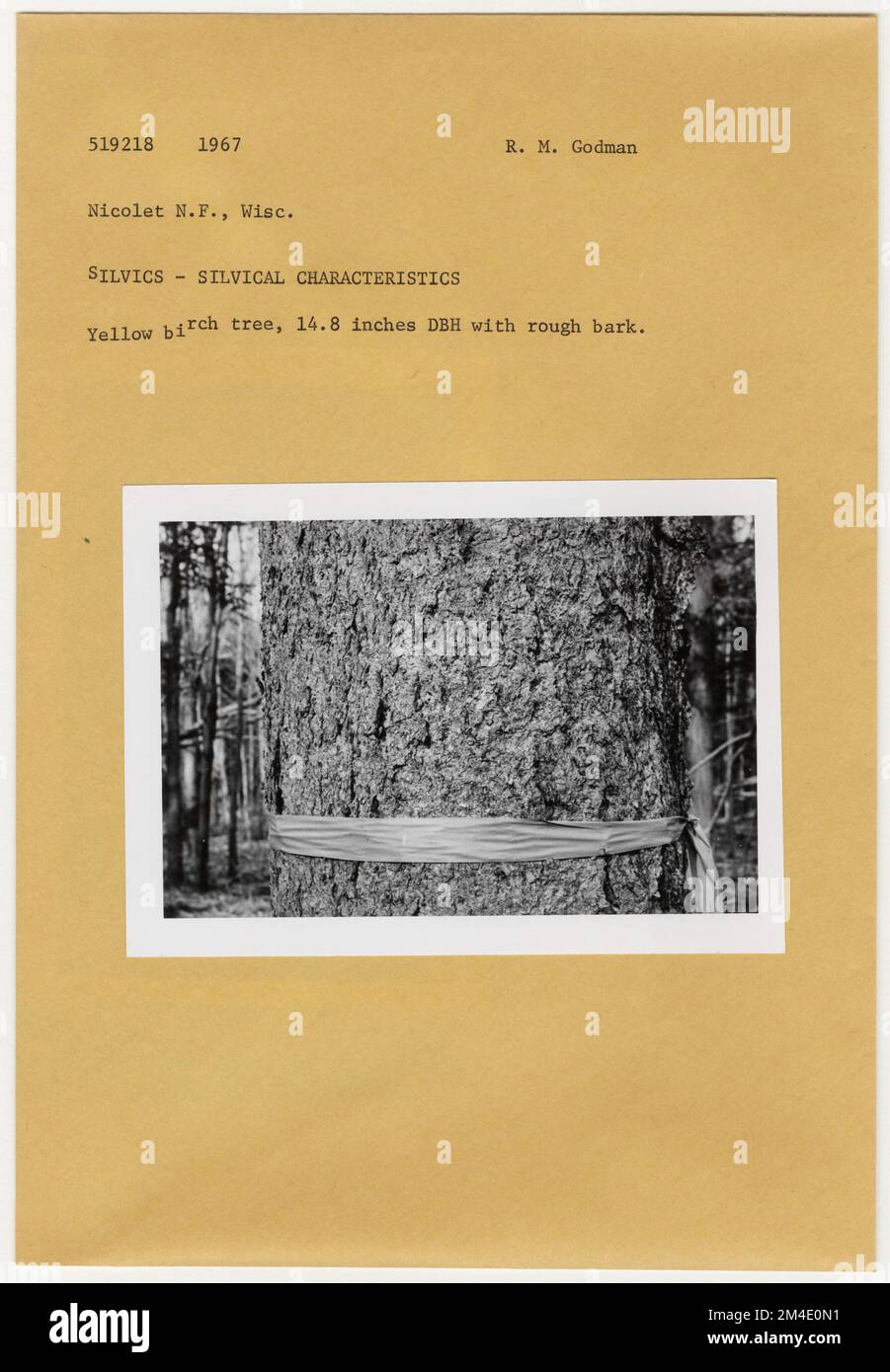 Baumkennung - Allgemein. Fotografien zu National Forests, Resource Management Practices, Personal sowie Kultur- und Wirtschaftsgeschichte Stockfoto Baumkennung - Allgemein. Fotografien zu National Forests, Resource Management Practices, Personal sowie Kultur- und Wirtschaftsgeschichte Stockfoto