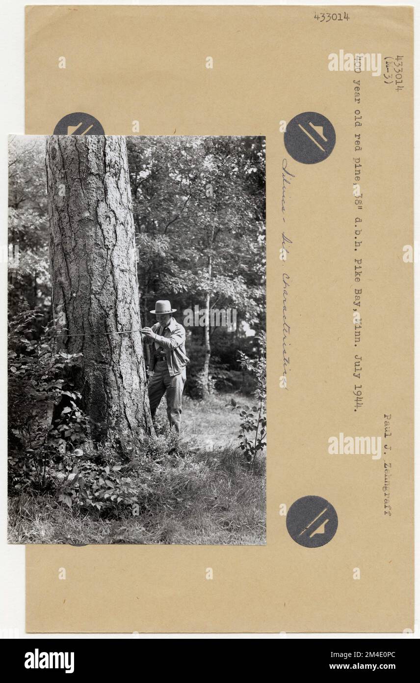 Baumkennung - Allgemein. Fotografien zu National Forests, Resource Management Practices, Personal sowie Kultur- und Wirtschaftsgeschichte Stockfoto Baumkennung - Allgemein. Fotografien zu National Forests, Resource Management Practices, Personal sowie Kultur- und Wirtschaftsgeschichte Stockfoto