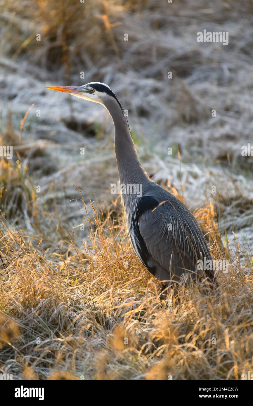 Ein großer blauer Reiher steht im Winter auf einem eisigen Feld im Profil. Der große Vogel ist im Skagit Valley des Bundesstaats Washington mit Hintergrundbeleuchtung ausgestattet Stockfoto