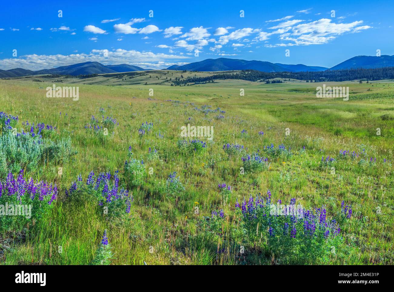 Lupine in Wiesen von Nevada Creek Becken unter die kontinentale Wasserscheide in der Nähe von Avon, montana Stockfoto
