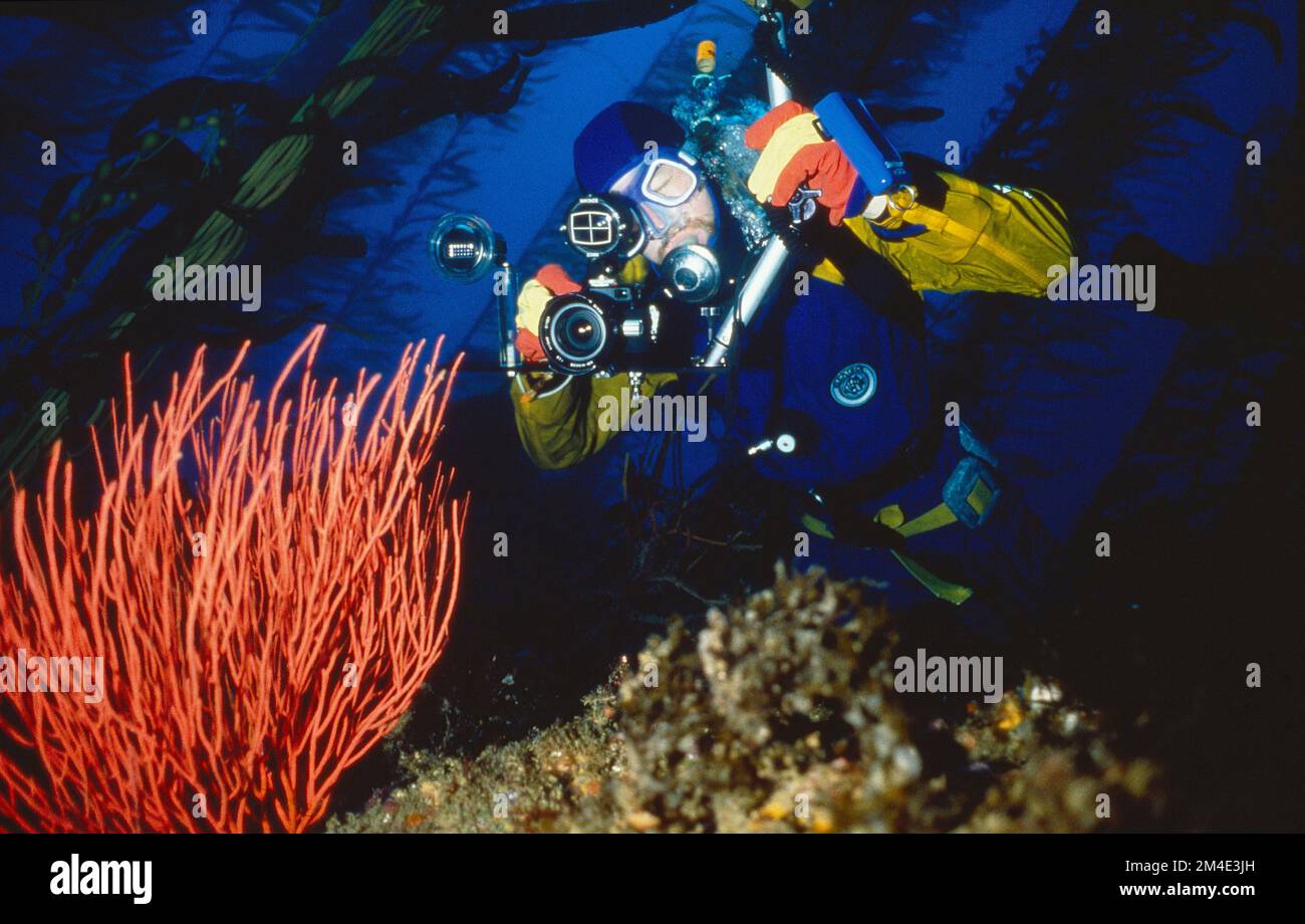 Unterwasserfotograf, der Fotos von Unterwasserpflanzen macht Stockfoto