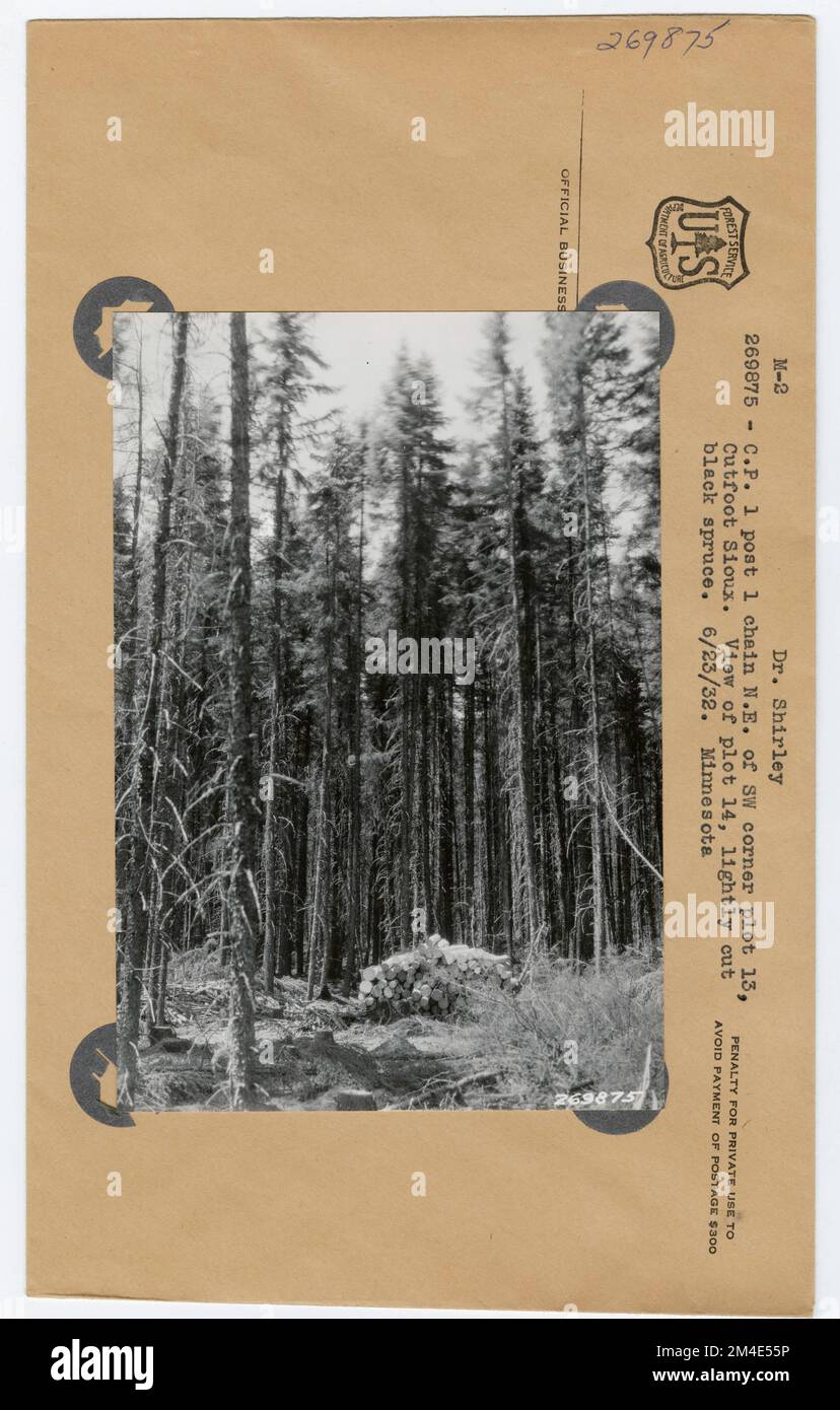 Verbesserung Des Holzstands – Allgemein. Fotografien zu National Forests, Resource Management Practices, Personal sowie Kultur- und Wirtschaftsgeschichte Stockfoto Verbesserung Des Holzstands – Allgemein. Fotografien zu National Forests, Resource Management Practices, Personal sowie Kultur- und Wirtschaftsgeschichte Stockfoto